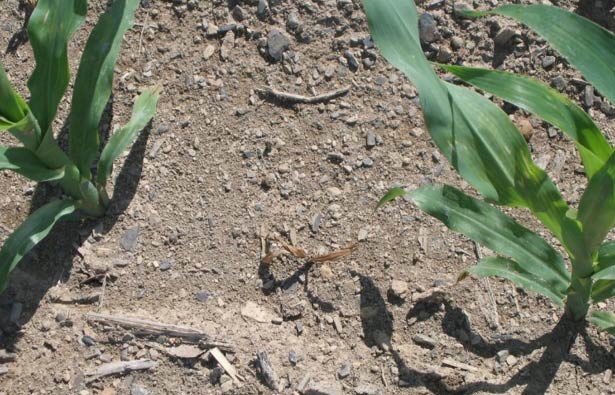 Corn plant that succumbed to seedling disease neighbored by two healthy plants.