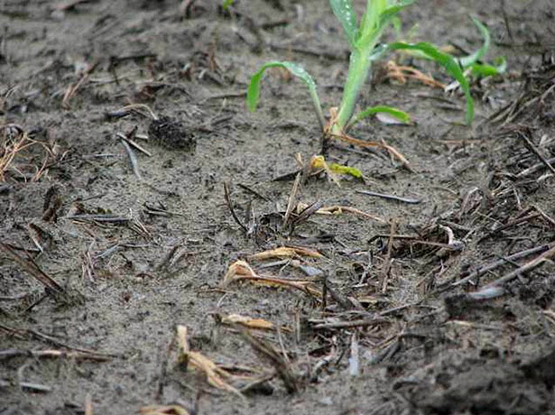 Several corn plants in a row dead from seedling disease in a field that experienced cold and wet conditions after planting.