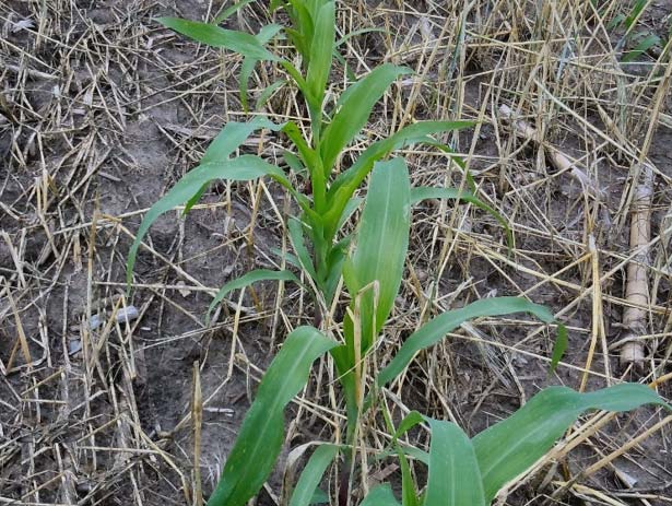 Corn growing in killed rye stubble.