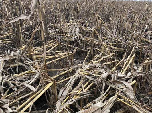 Bar Chart - Fungicide treatment effects on corn yield under moderate to high tar spot severity in a 2019 Purdue University study.
