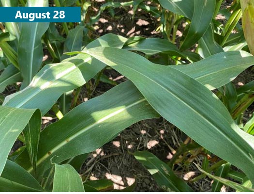A corn field with almost no visible foliar disease on August 28, 2021 and the same field with extensive tar spot infection on September 23.