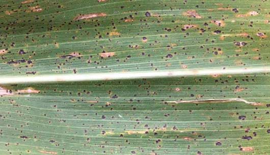 Photo - Corn leaf under magnification showing dense coverage with tar spot ascomata.