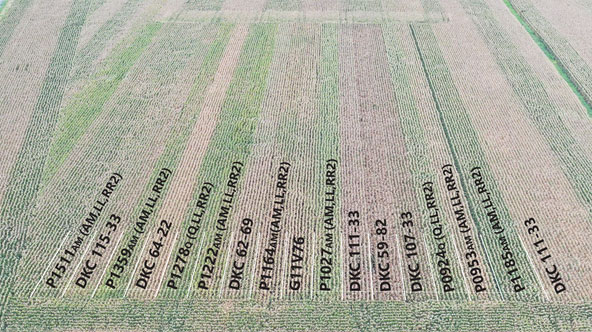 Pioneer on-farm trial in Knox County, Illinois with high tar spot pressure showing differences in canopy staygreen among hybrids.