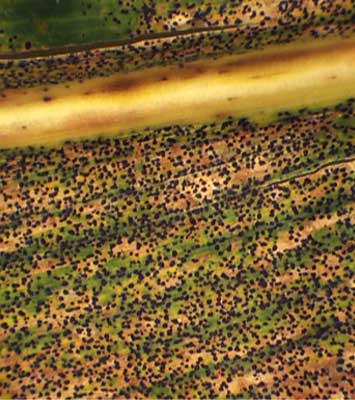 Photo - Corn leaf under magnification showing dense coverage with tar spot ascomata.
