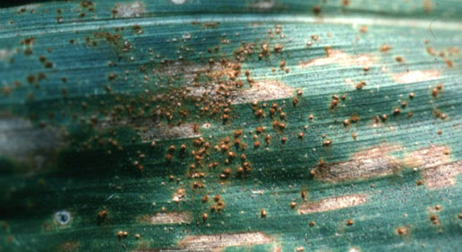 Photo - Southern rust on corn leaf