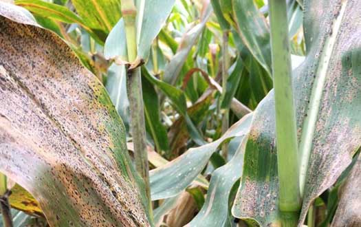 Photo - Corn leaves infected with tar spot in a field in Illinois.