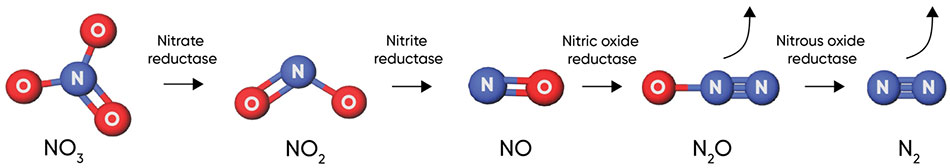 Denitrification process - showing steps and key enzymes.