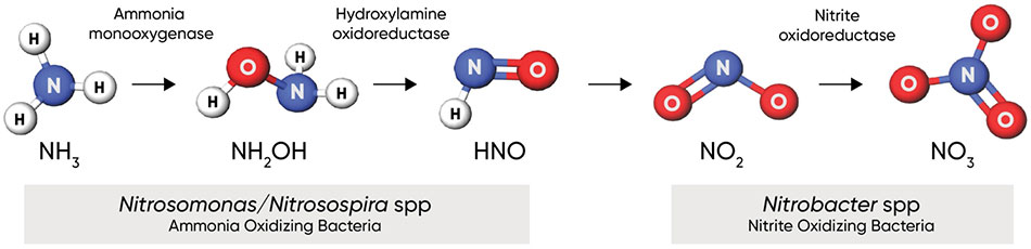 Nitrification process - showing key bacterial species and enzymes.