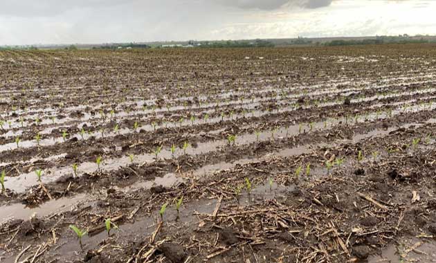 Flooded field - spring - Denitrification occurs when water saturation limits the availability of oxygen to bacteria in the soil.