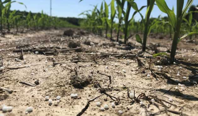 Urea granules on the soil surface next to corn plants at V4 growth stage.