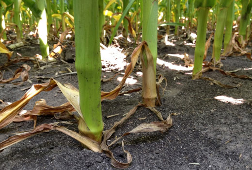 Corn plants with no brace root development.