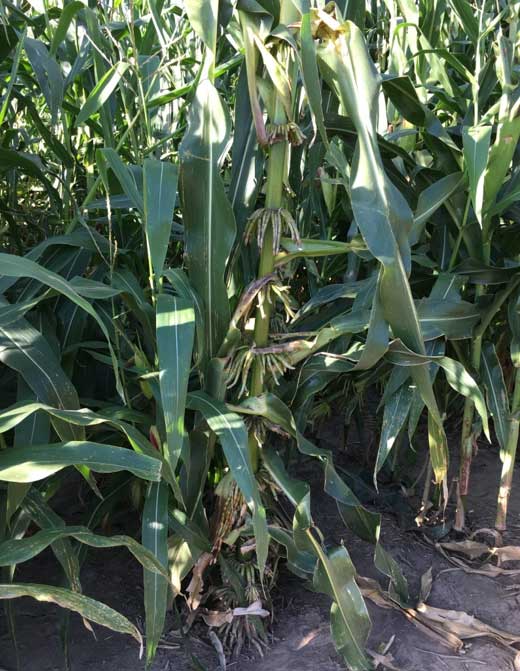 A corn plant with 12 nodes of brace roots.
