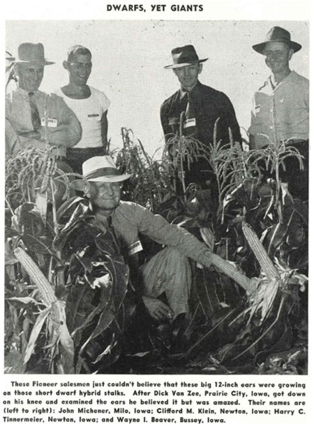Images that appeared in the Pioneer Kernels Newsletter in the late 1940s showcasing early work by Pioneer Hi-Bred with dwarf hybrid corn