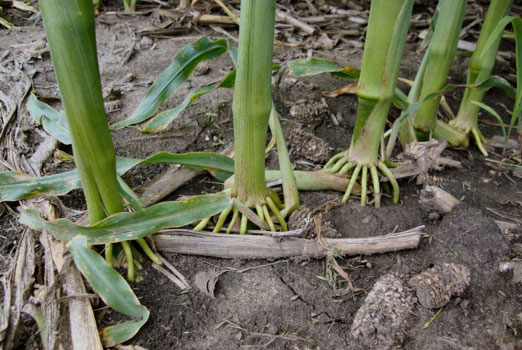 Corn plants with brace roots emerged from the 6th node.