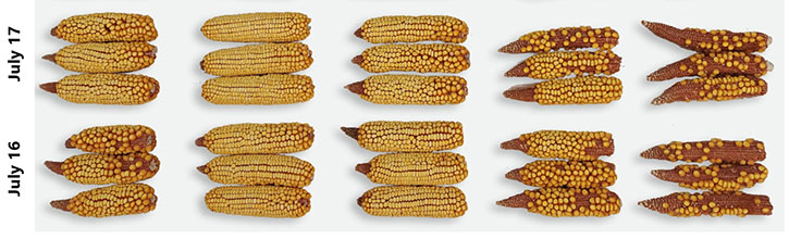 Representative ears showing the results of silk exposure to pollen at specific time intervals.
