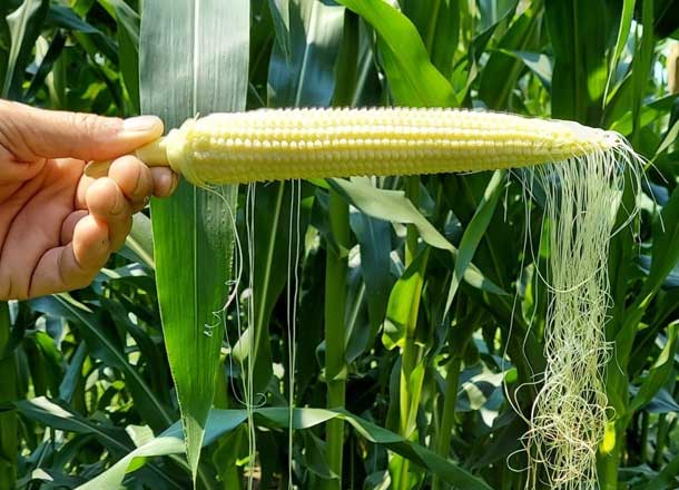 Successful pollination can be demonstrated by gently shaking the silks from an ear and estimating the number of detached silks.