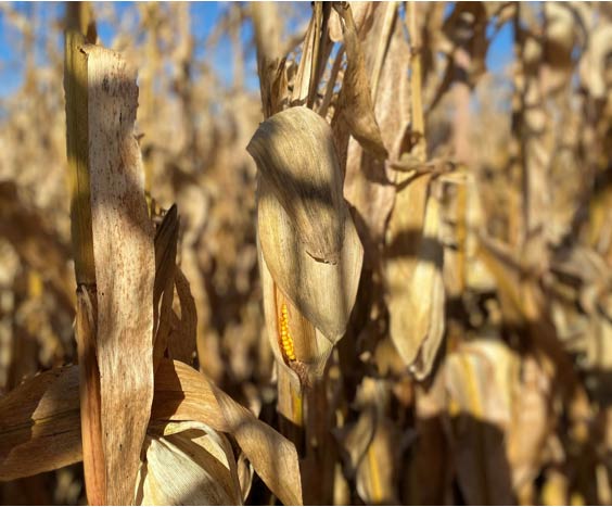 mature corn ears tipping downward prior to harvest