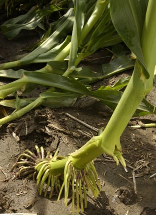 Newly formed brace roots on a lodged corn plant.