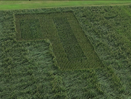 A block of reduced-stature corn surrounded by severely lodged standard-stature corn