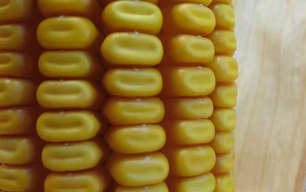 Some hybrids have visible scars on the kernels where the silk was attached.