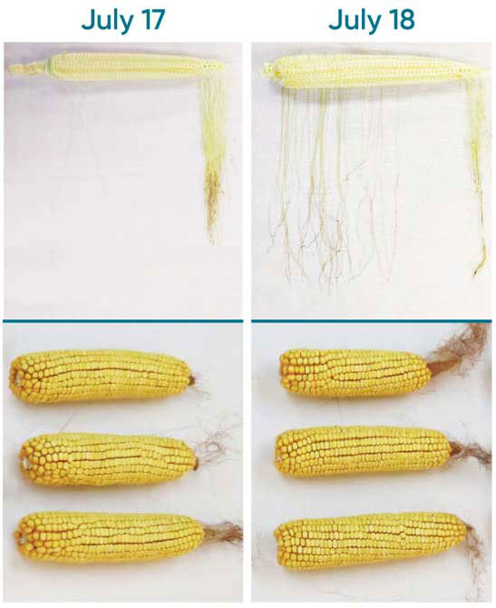 Representative ears showing fertilized ovules with no attached silks two or more days after pollination and kernel set at maturity.