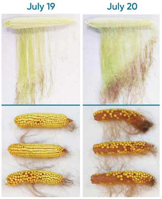 Representative ears showing fertilized ovules with no attached silks two or more days after pollination and kernel set at maturity.