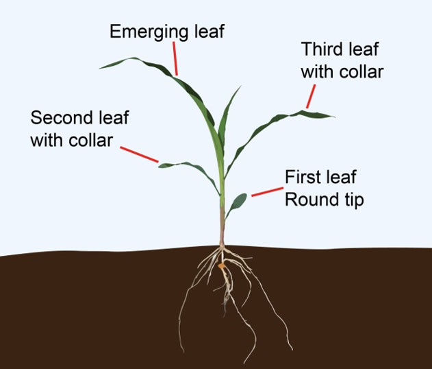 V3 corn plant.