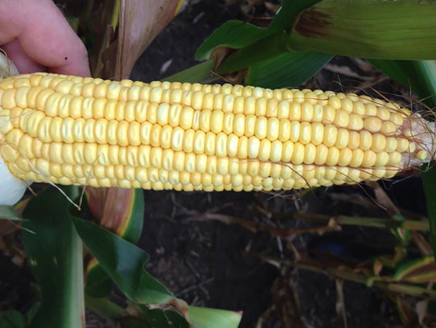 Corn ear at the early dent stage.