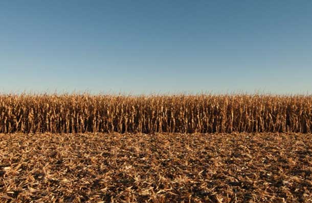 Cornfield - harvest season - partly harvested