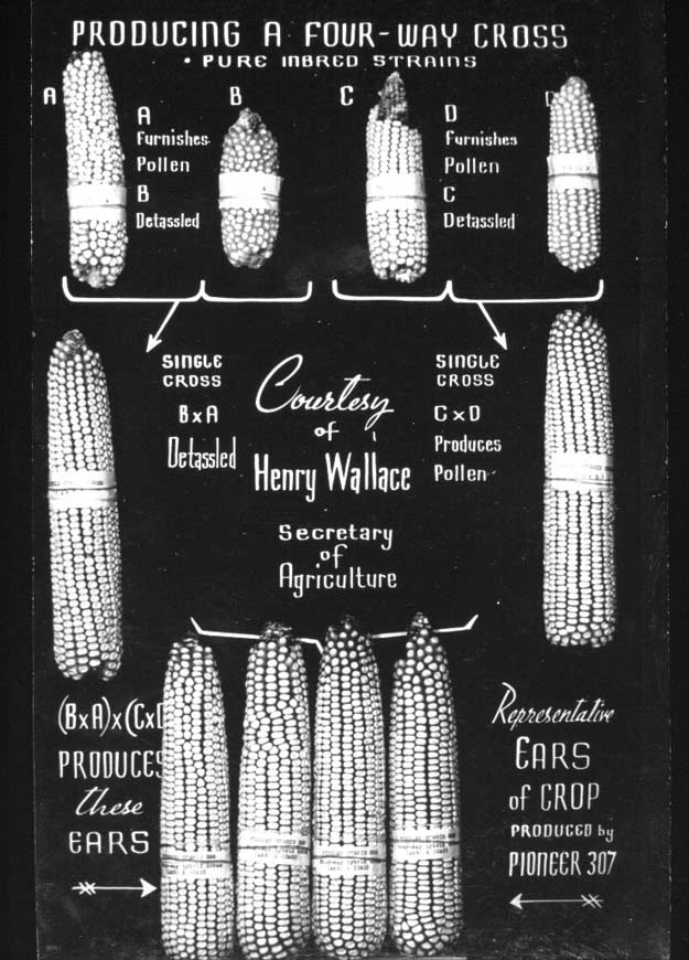 Diagram produced by the U.S. Department of Agriculture showing crosses involved in creating a double-cross, or four-way cross, hybrid.