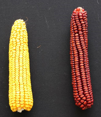 Ears of Leaming and Bloody Butcher varieties - the parent lines of Copper Cross - the first hybrid produced and sold by Henry A. Wallace.
