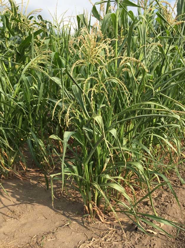 Teosinte - Zea mays -  subsp Mexicana -  the ancestor of modern corn - native to Mexico and Central America.