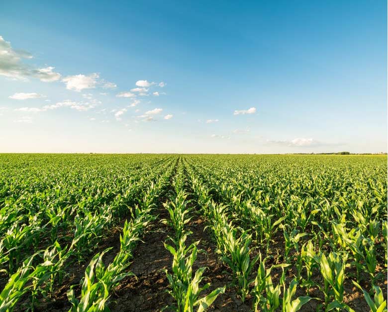Photo - Cornfield - Midseason