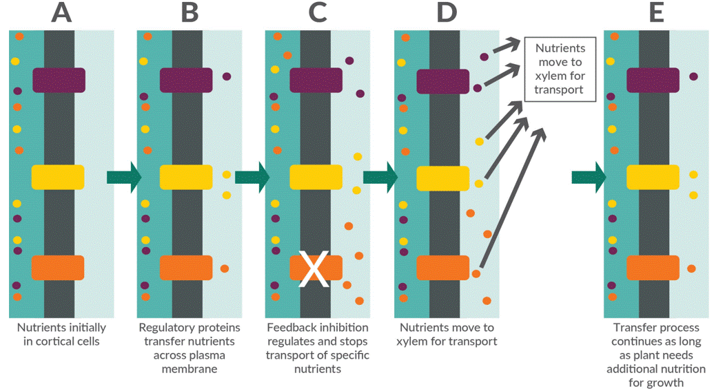 Illustration - Regulatory process for nutrient uptake to support corn growth.