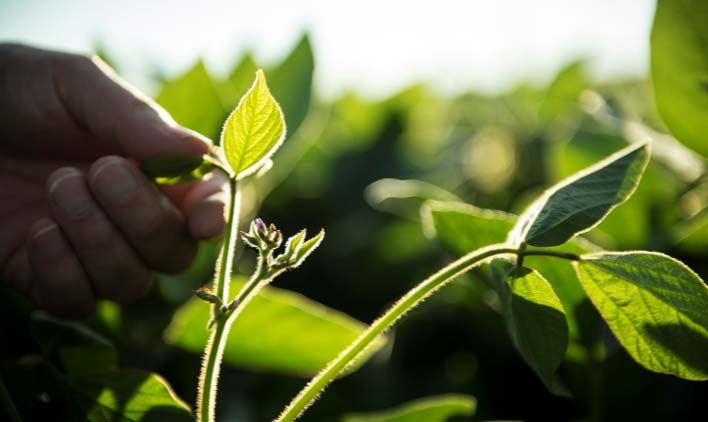 Photo - Closeup - plant in field. Photo - Closeup - plant in field.