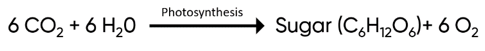 Photosynthesis converts carbon dioxide and water into sugar and oxygen