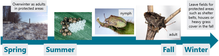 Timeline - brown stink bug life cycle