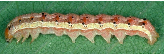 Corn Earworm