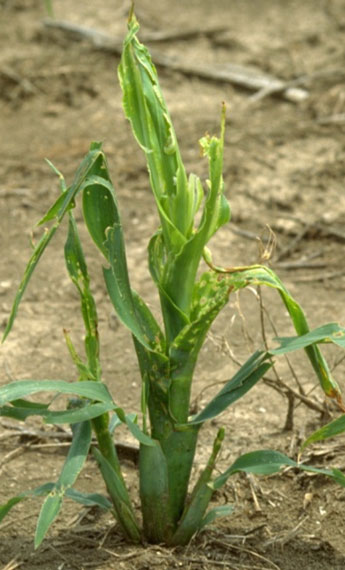 Photo - corn plant severely damaged from insect feeding - early in season.