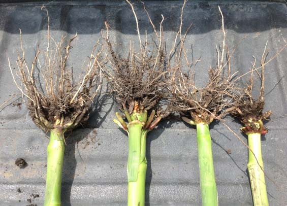 The corn rootworm node injury score - CRWNIS - rating system ranges from 0 to 3 based on the number of roots pruned by corn rootworm feeding to within 1 one-half inches of the crown