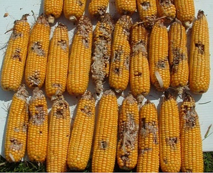 Damage from western bean cutworm