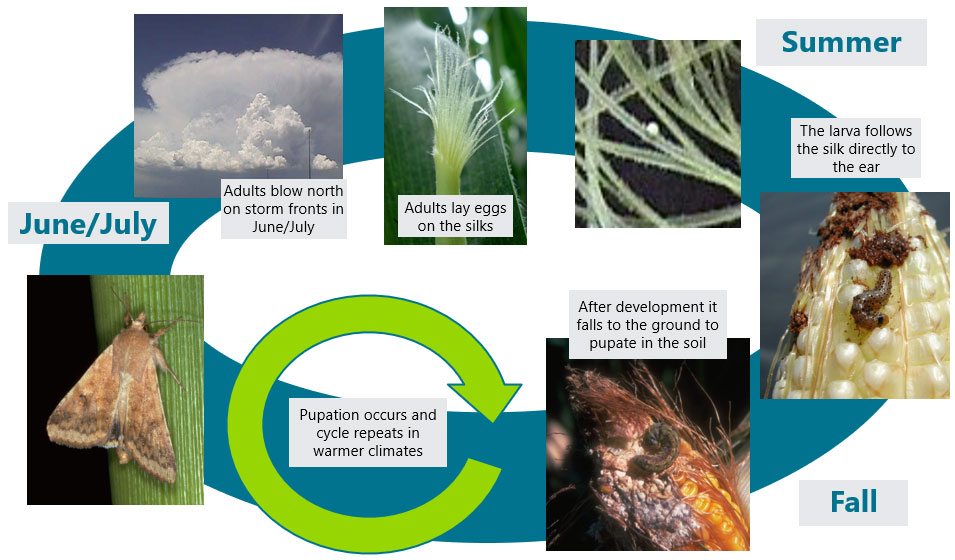 Illustration - Corn earworm life cycle