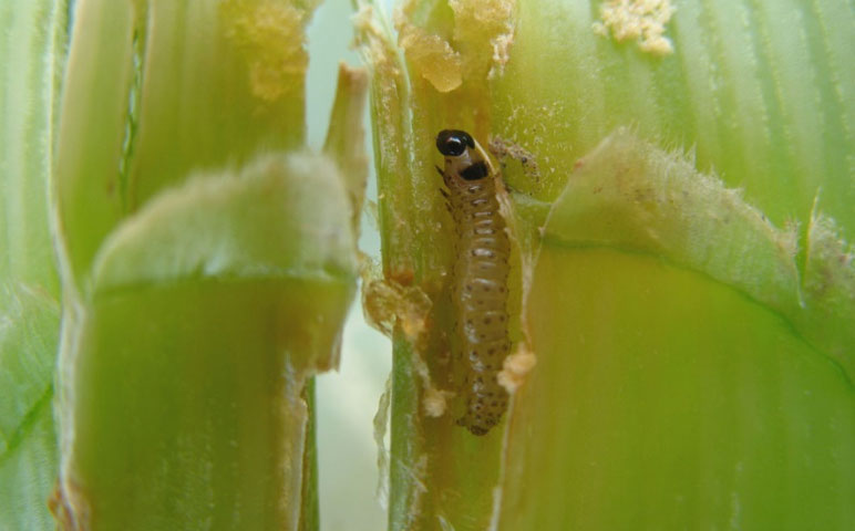 Photo - First generation European corn borer tunneled in a corn leaf.