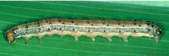 Fall armyworm