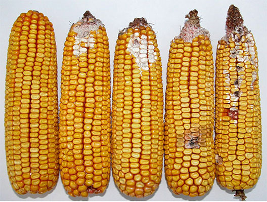 Feeding by western bean cutworm and damage to ears
