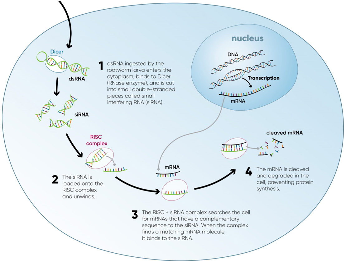Diagram showing the key steps in the RNAi pathway in a corn rootworm cell.