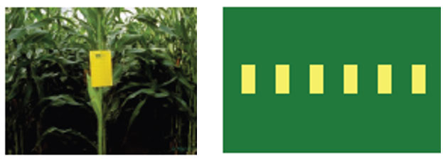 Placement of a new Pherocon AM-NB sticky trap on a corn plant and arrangement of six traps in the field.