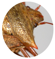 Photo - beneficial Spined Soldier Bug