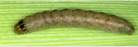 Photos - Side by side - Identification - Brown Marmorated Stink Bug and Brown Stink Bug