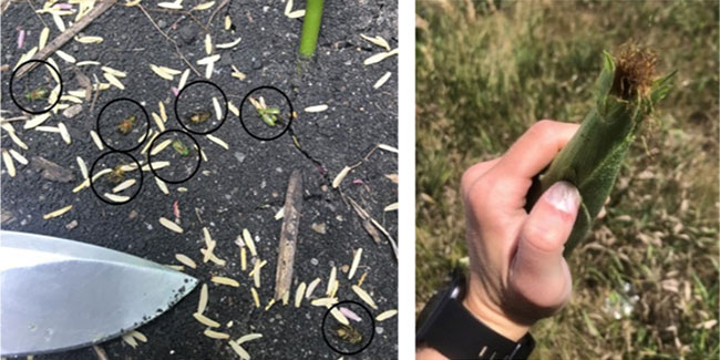 Photo - CRW eggs and corn ear damaged by silk feeding.